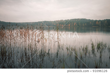 Coastal landscape with still water and reed on a misty morning 91096126