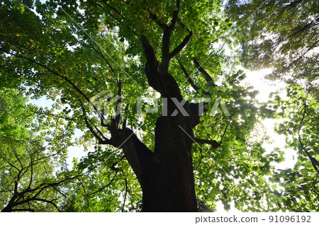 府中市武藏野公園 91096192