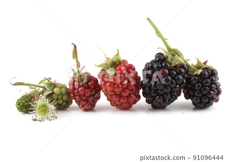 Blackberries. Flower, unripe and ripe berries. 91096444