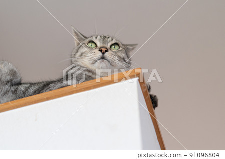 The staring cat, the Sabatra cat The staring cat, the Sabatra cat 91096804
