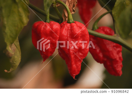 Close up of organic grown Ghost pepper or bhut jolokia at a homestead garden 91096842
