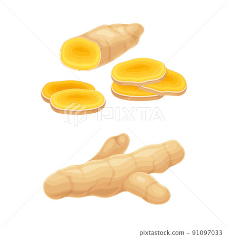 Fresh ginger root, aromatic herbal plant vector illustration 91097033