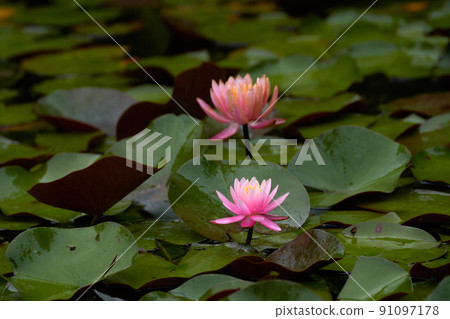在一個雨天的桃紅色睡蓮 91097178
