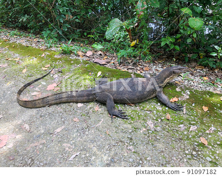 通常生活在新加坡公園的水巨蜥 通常生活在新加坡公園的水巨蜥 91097182