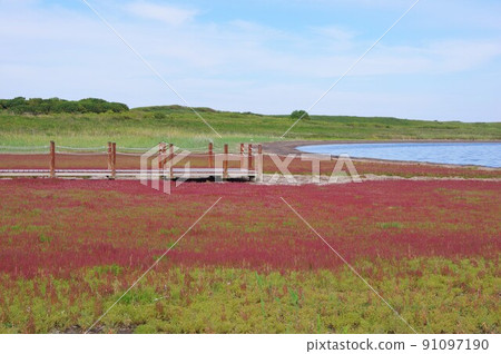 Coral grass that turns red at Wakka Wild Flower Park in Kitami City, Hokkaido Coral grass that turns red at Wakka Wild Flower Park in Kitami City, Hokkaido 91097190