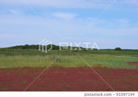 北海道北見市瓦卡野花公園變紅的珊瑚草 北海道北見市瓦卡野花公園變紅的珊瑚草 91097194