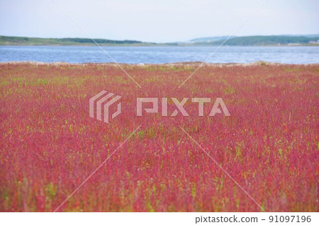 Coral grass that turns red at Wakka Wild Flower Park in Kitami City, Hokkaido 91097196