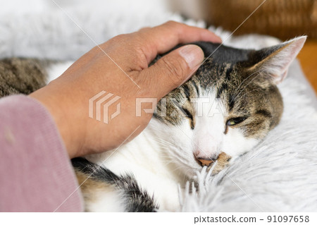 Kijitora cat stroking a cat 91097658