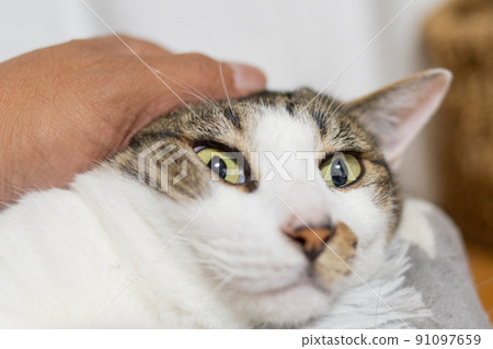 Kijitora cat stroking a cat 91097659