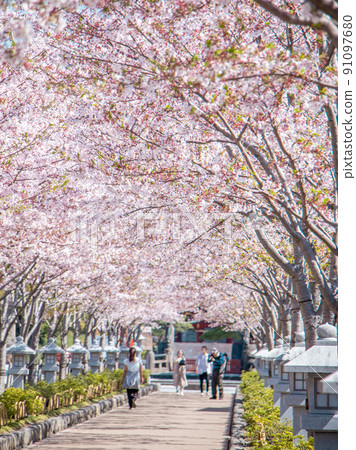 Tsurugaoka Hachimangu Shrine Dankazura Sakura 91097680
