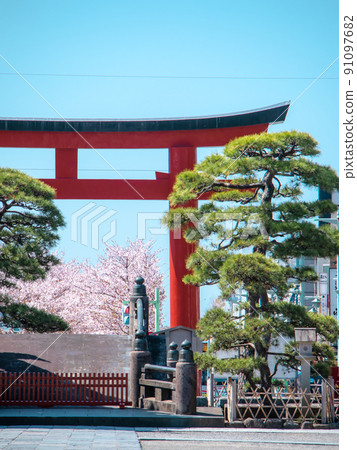 Tsurugaoka Hachimangu Shrine Dankazura Sakura 91097682