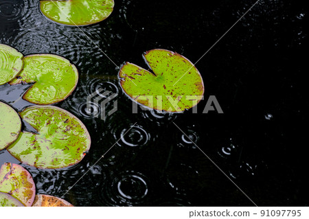 Water lily leaves in the pond and rain ripples on the surface of the water 91097795