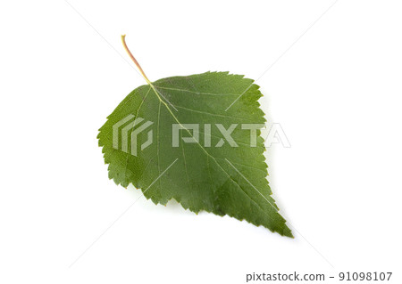 Green birch leaf 91098107