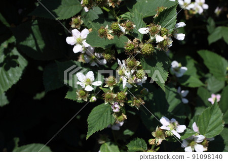 Blackberry in garden Blackberry in garden 91098140