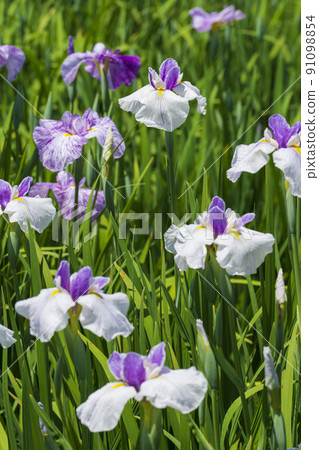 Mizumoto Park Iris Garden 91098854