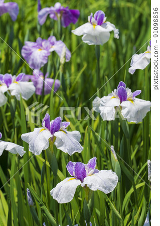 Mizumoto Park Iris Garden 91098856