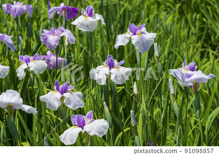 Mizumoto Park Iris Garden 91098857