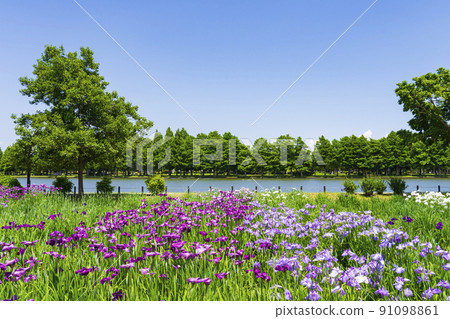 水本公園鳶尾花園 水本公園鳶尾花園 91098861
