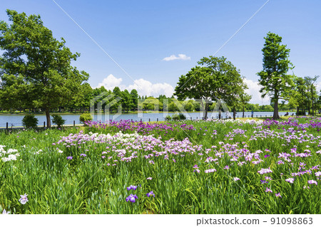 Mizumoto Park Iris Garden 91098863