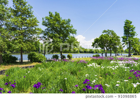 Mizumoto Park Iris Garden 91098865
