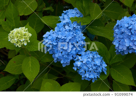 Hydrangea on a rainy day Hydrangea on a rainy day 91099074