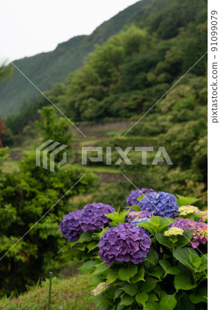雨季繡球花盛開的梯田風光 91099079