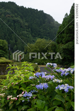 Scenery of rice terraces where hydrangea flowers bloom during the rainy season Scenery of rice terraces where hydrangea flowers bloom during the rainy season 91099082