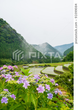 Scenery of rice terraces where hydrangea flowers bloom during the rainy season Scenery of rice terraces where hydrangea flowers bloom during the rainy season 91099084