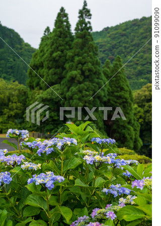 Scenery of rice terraces where hydrangea flowers bloom during the rainy season Scenery of rice terraces where hydrangea flowers bloom during the rainy season 91099090