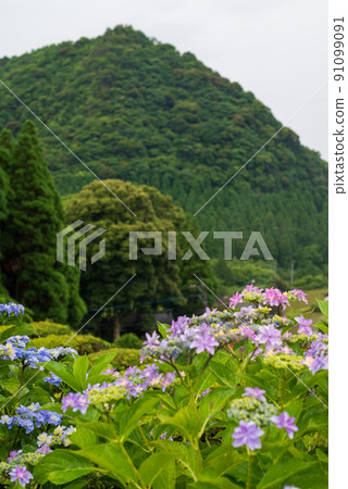 雨季繡球花盛開的梯田風光 雨季繡球花盛開的梯田風光 91099091