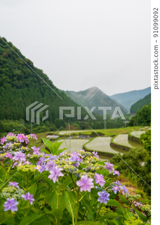雨季繡球花盛開的梯田風光 91099092