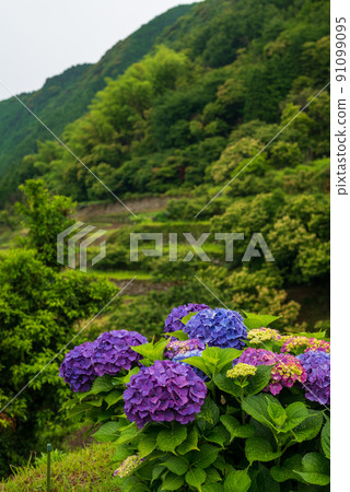 Scenery of rice terraces where hydrangea flowers bloom during the rainy season 91099095