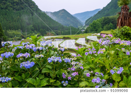 Scenery of rice terraces where hydrangea flowers bloom during the rainy season 91099098
