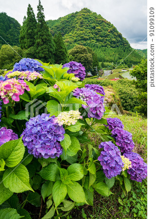 Scenery of rice terraces where hydrangea flowers bloom during the rainy season 91099109