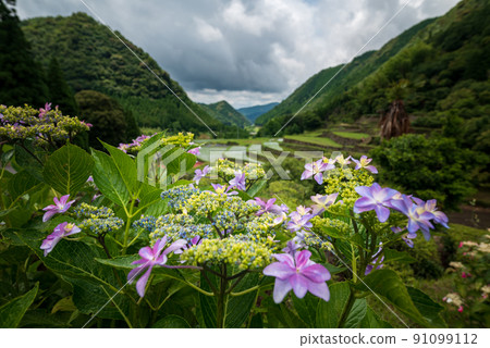 雨季繡球花盛開的梯田風光 雨季繡球花盛開的梯田風光 91099112