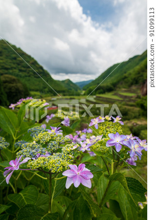 Scenery of rice terraces where hydrangea flowers bloom during the rainy season Scenery of rice terraces where hydrangea flowers bloom during the rainy season 91099113