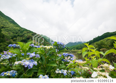Scenery of rice terraces where hydrangea flowers bloom during the rainy season Scenery of rice terraces where hydrangea flowers bloom during the rainy season 91099114