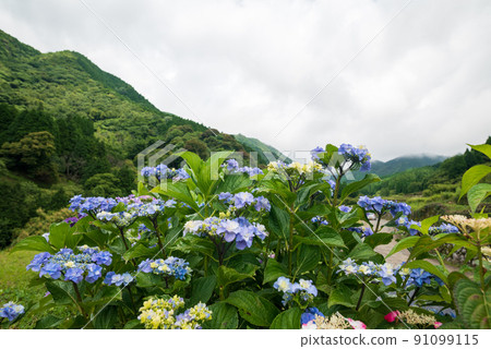 Scenery of rice terraces where hydrangea flowers bloom during the rainy season Scenery of rice terraces where hydrangea flowers bloom during the rainy season 91099115