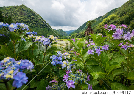Scenery of rice terraces where hydrangea flowers bloom during the rainy season Scenery of rice terraces where hydrangea flowers bloom during the rainy season 91099117