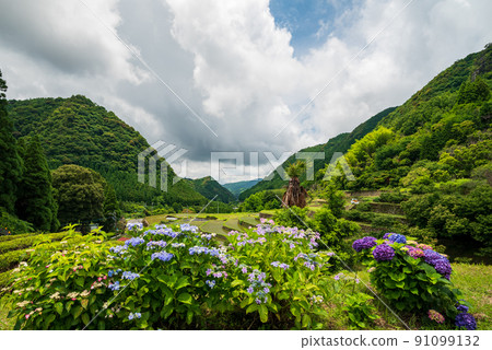 Scenery of rice terraces where hydrangea flowers bloom during the rainy season Scenery of rice terraces where hydrangea flowers bloom during the rainy season 91099132