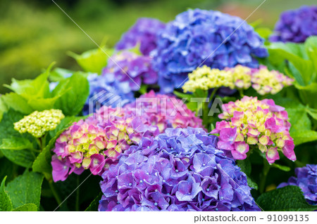 雨季繡球花盛開的梯田風光 91099135