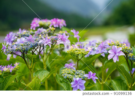 Scenery of rice terraces where hydrangea flowers bloom during the rainy season 91099136