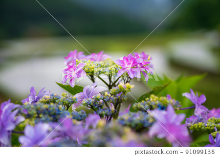 Scenery of rice terraces where hydrangea flowers bloom during the rainy season Scenery of rice terraces where hydrangea flowers bloom during the rainy season 91099138