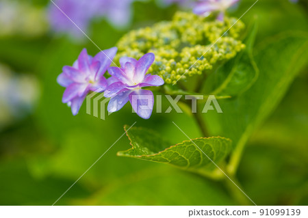 Scenery of rice terraces where hydrangea flowers bloom during the rainy season Scenery of rice terraces where hydrangea flowers bloom during the rainy season 91099139