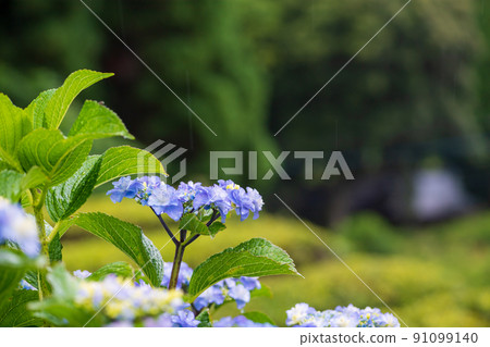 Scenery of rice terraces where hydrangea flowers bloom during the rainy season Scenery of rice terraces where hydrangea flowers bloom during the rainy season 91099140
