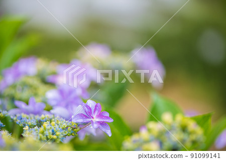 Scenery of rice terraces where hydrangea flowers bloom during the rainy season 91099141
