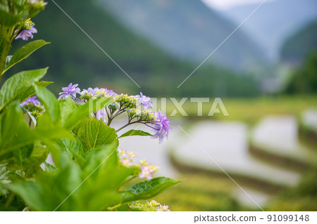 雨季繡球花盛開的梯田風光 91099148