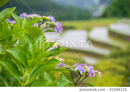 Scenery of rice terraces where hydrangea flowers bloom during the rainy season Scenery of rice terraces where hydrangea flowers bloom during the rainy season 91099150