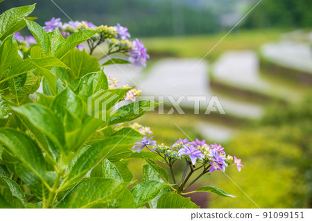Scenery of rice terraces where hydrangea flowers bloom during the rainy season Scenery of rice terraces where hydrangea flowers bloom during the rainy season 91099151