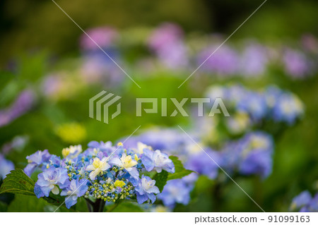 Scenery of rice terraces where hydrangea flowers bloom during the rainy season Scenery of rice terraces where hydrangea flowers bloom during the rainy season 91099163